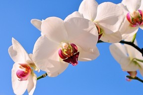 世界游泳接力赛训练营在线课程报名正式开启，游泳接力赛夺冠视频